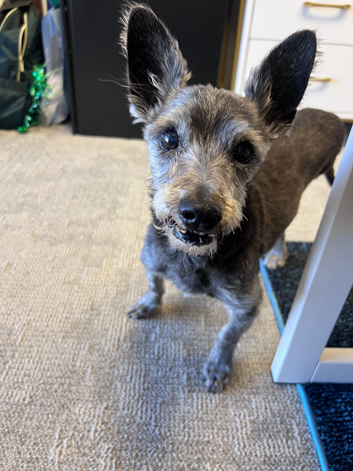 Molly dog